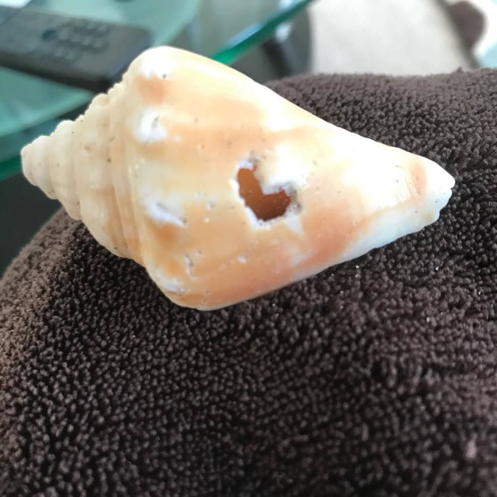 Meet your Posher, Susan